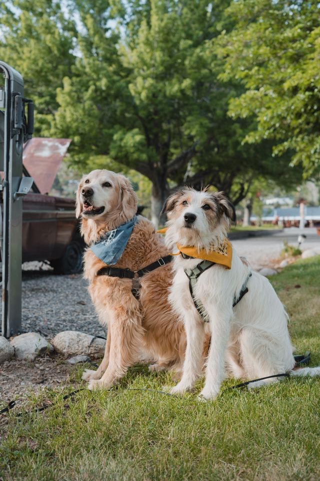 Two dogs at Andruss Motel — golden retriever and terrier mix wearing bandanas